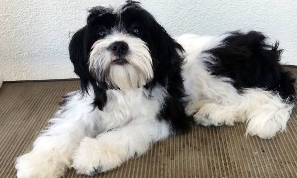 Lost My Doggie BARK Package Review