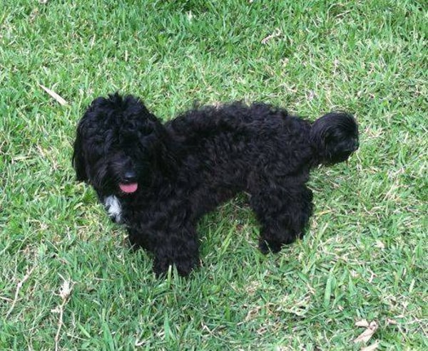 Lost My Doggie WOOF Package Review