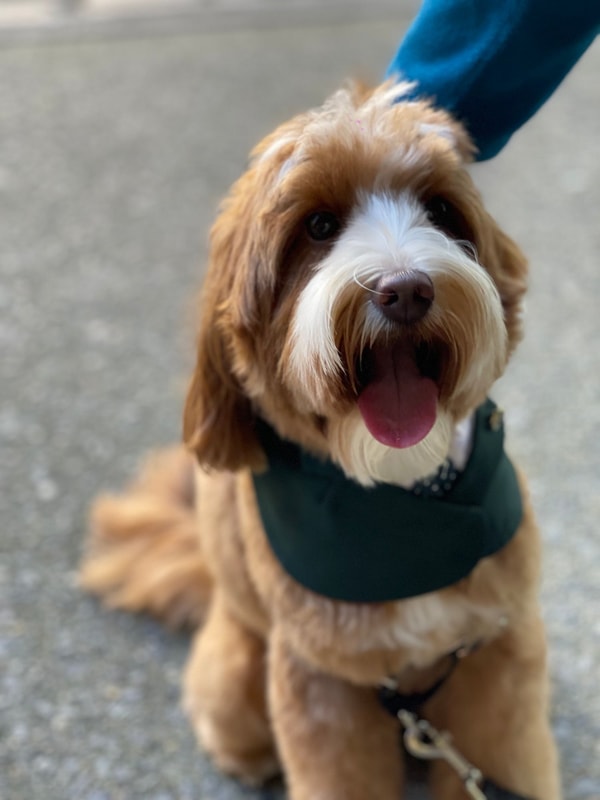 Handcrafted Pet Fashion With Purpose
