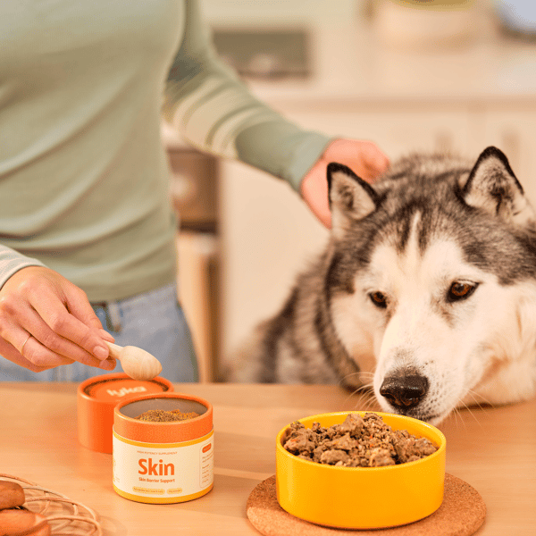 Lyka Pet Food Skin Supplement Review