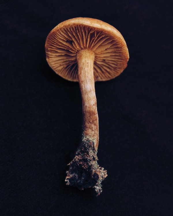 Overview of Malama Mushrooms