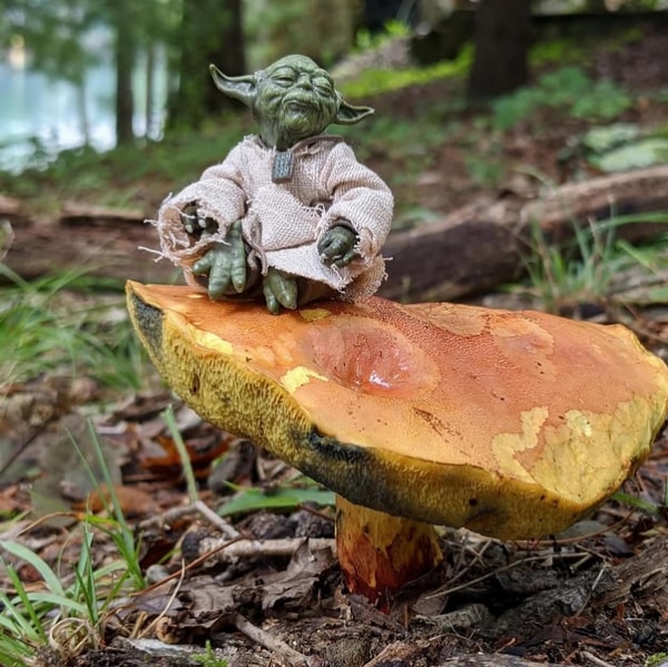 Malama Mushrooms Review