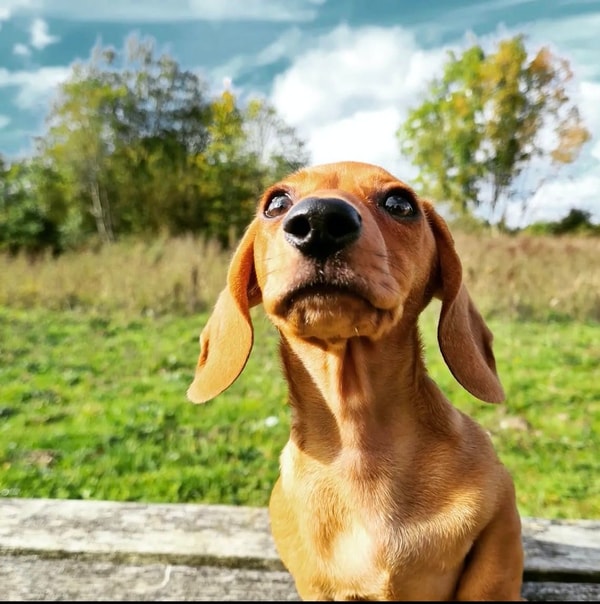 About ManyPets