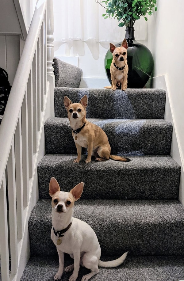 ManyPets Complete Care Review