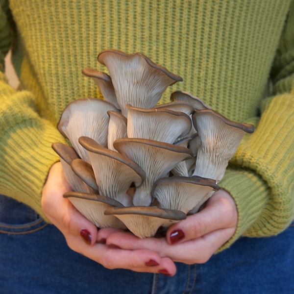 About Martian Mushrooms