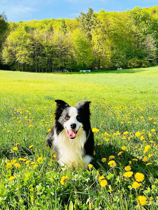 Medpets.de Bewertung