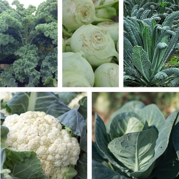 meine ernte Bio-10er-Set Herbstgem&uuml;se I Bewertung