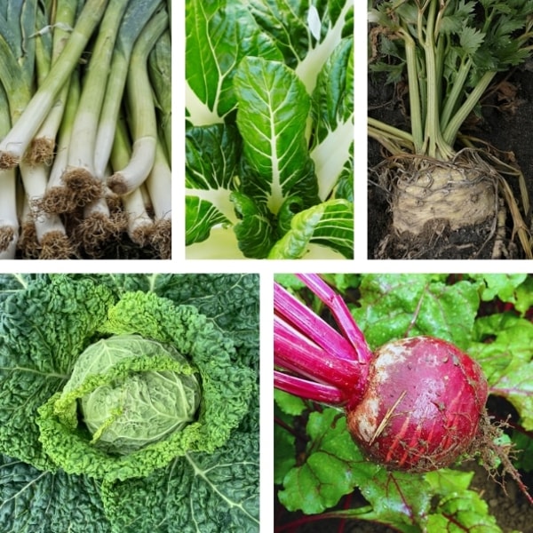 meine ernte Bio-10er-Set Herbstgem&uuml;se II Bewertung