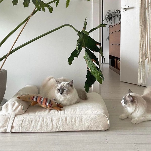 关于 Meow Servant
