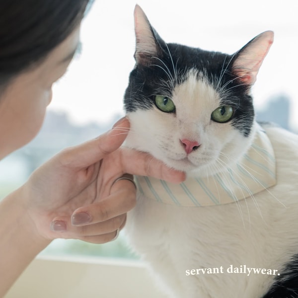 Meow Servant 评测