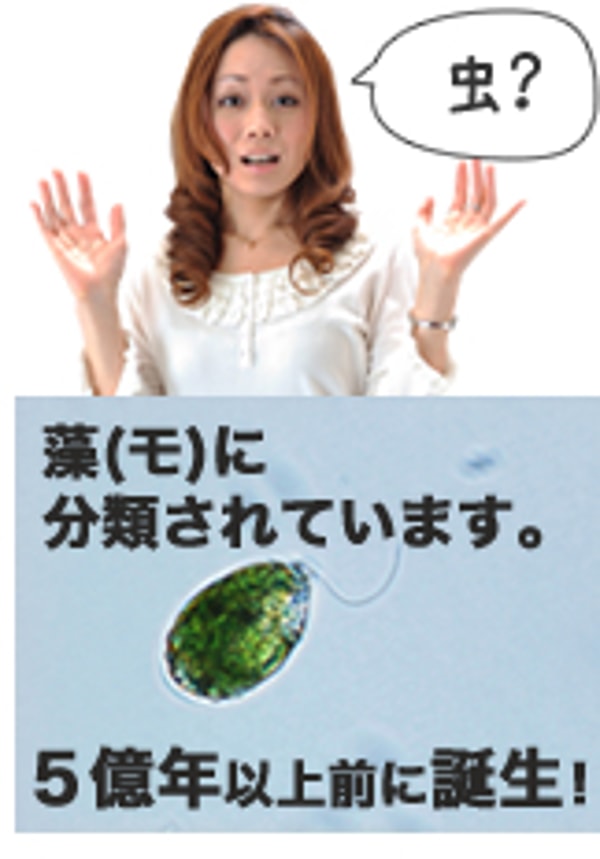 Midorimushi Senkaの概要