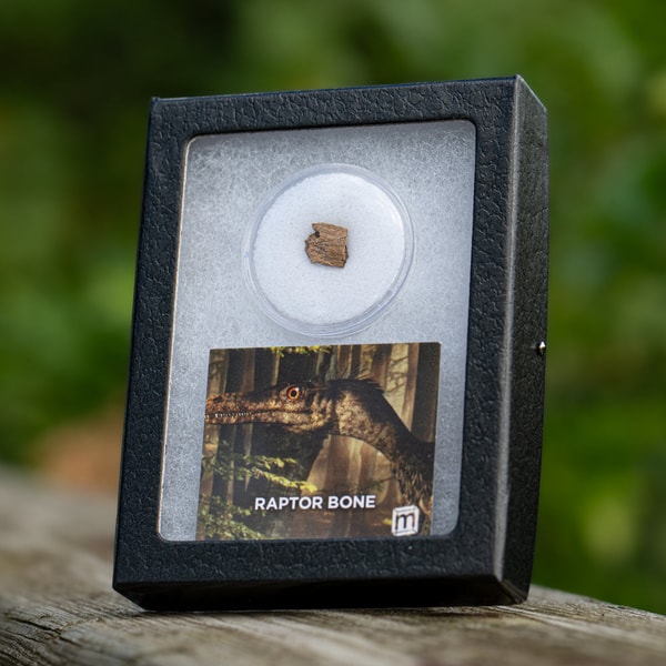 Mini Museum Raptor Bone Review
