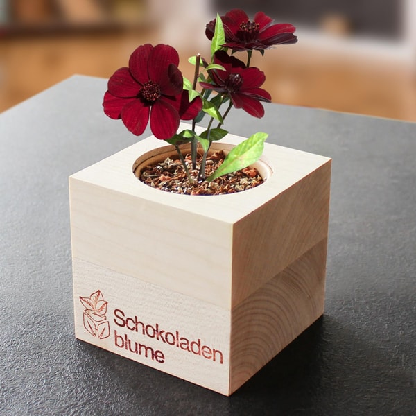 Monsterzeug Ecocube Schokoladenblume Bewertung