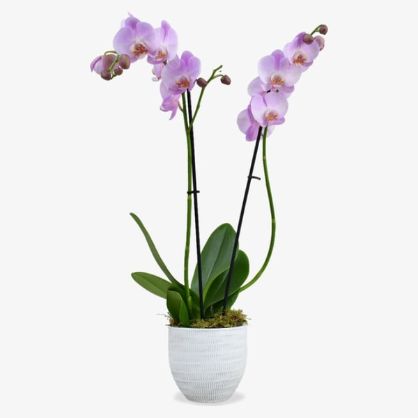 Moyses Stevens Plants Reviews