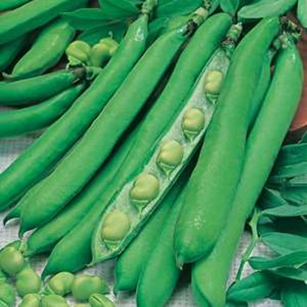 Mr Fothergills Broad Bean Masterpiece Review