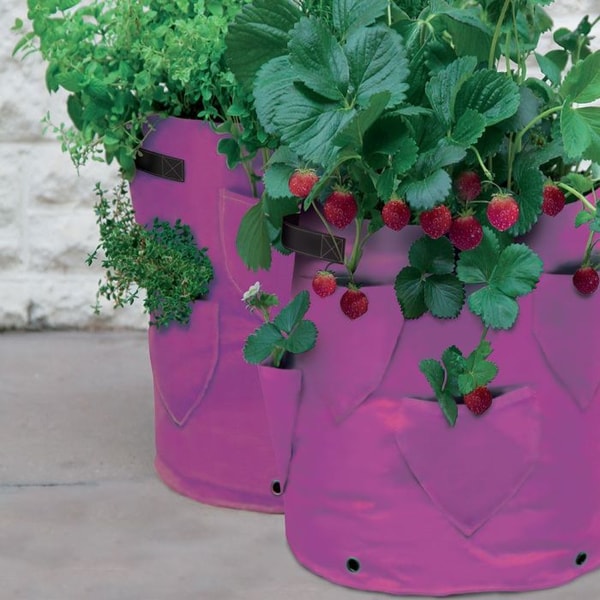 About My Vegetable Garden