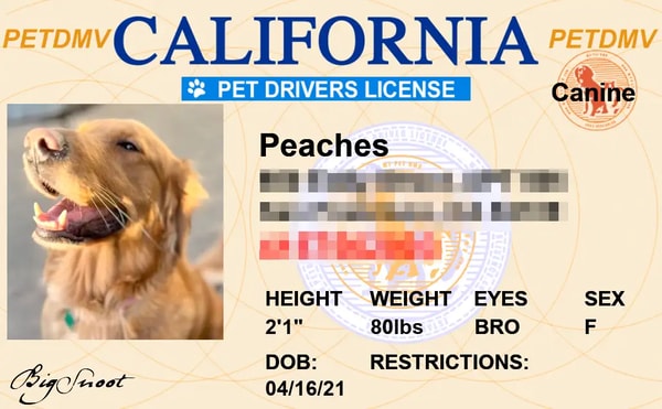 My Pet DMV Pet ID License Review