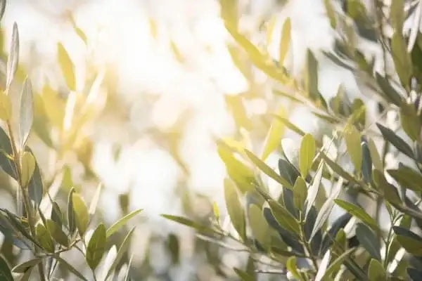 Natural Joint Supplement Review