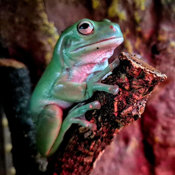 About Northampton Reptile Centre