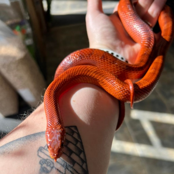 Northampton Reptile Centre Review