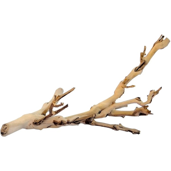 Northampton Reptile Centre Exo Terra Forest Branch Review