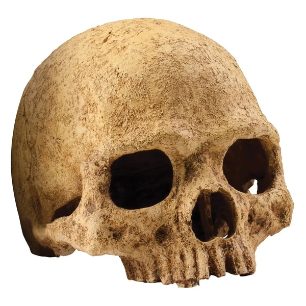 Northampton Reptile Centre Exo Terra Primate Skull Review
