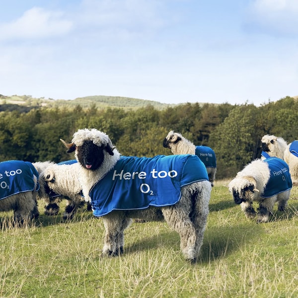 O2 Review