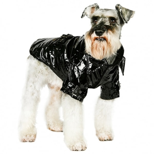 Accessoires Glamour Pour Chiens Et Chats
