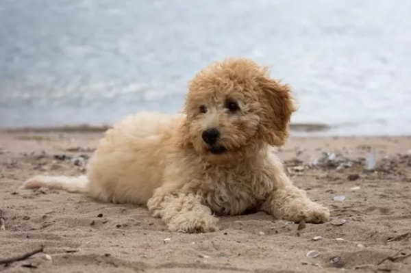 Over Online Honden Speciaalzaak