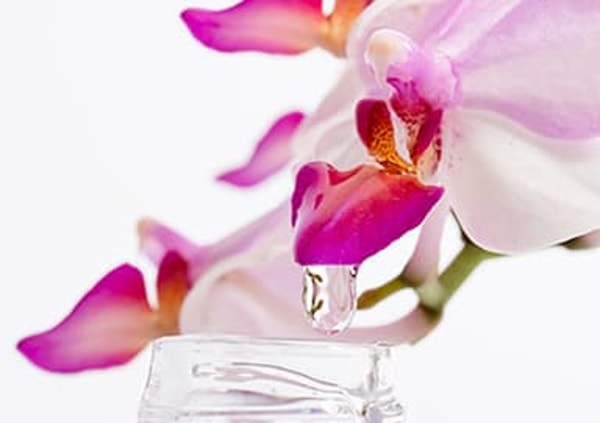 Orchid Beautyの概要