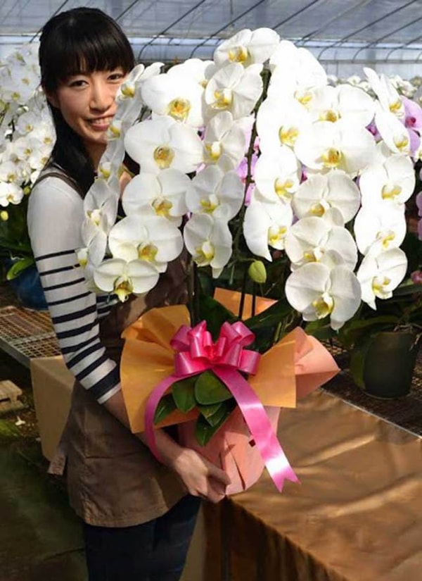 Orchid Fanについて