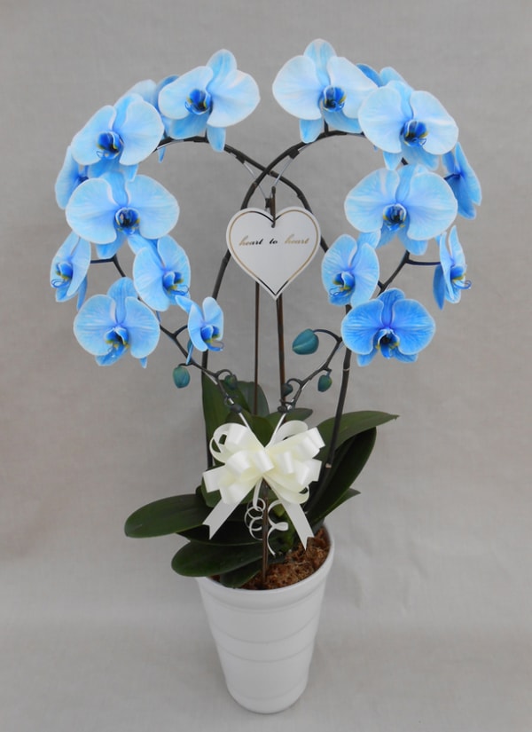 Orchid Fan ハート胡蝶蘭ブルーエレガンス レビュー