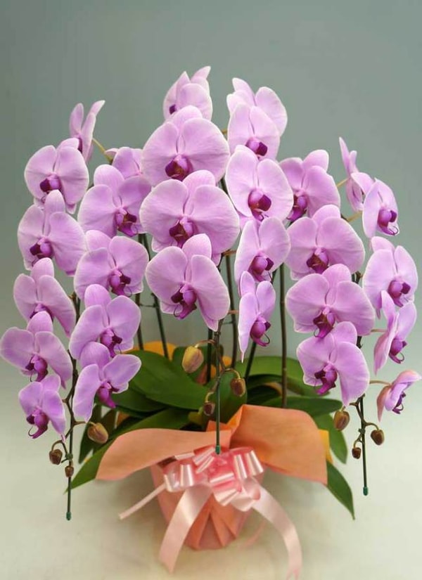Orchid Fan 胡蝶蘭大輪3本立ピンク レビュー