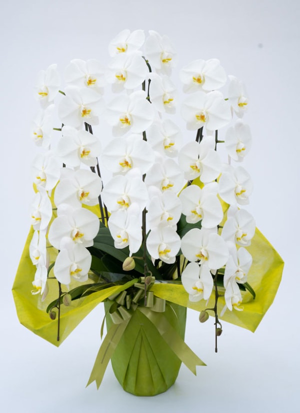 Orchid Fan 胡蝶蘭大輪3本立デラックス白 レビュー