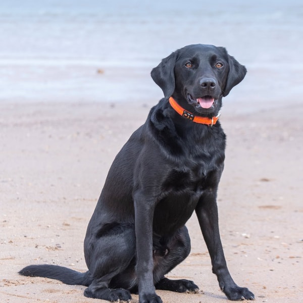 About Oscar & Hooch