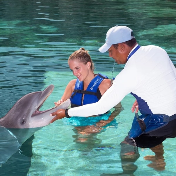 Overview of Delphinus