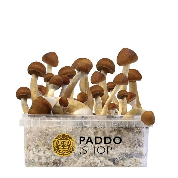 Paddo Shop B+ Paddo Growkit Beoordeling