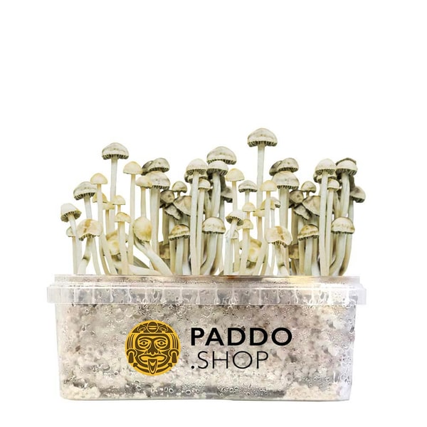 Paddo Shop Hawaiian Copelandia Cyanescens Paddo Growkit Beoordeling