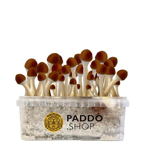 Paddo Shop Golden Teacher Paddo Growkit Beoordeling