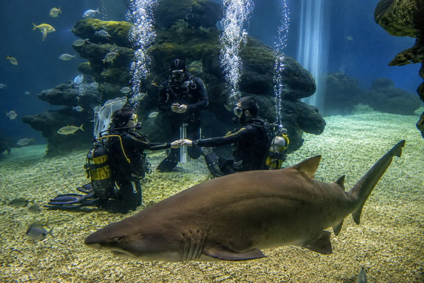 Palma Aquarium Annual Pass Review