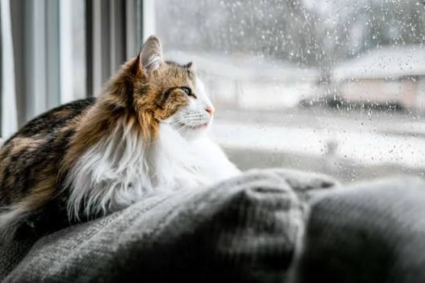 关于 ParkCat