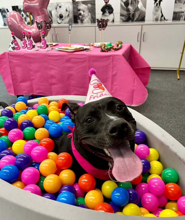 About PartyAnimal