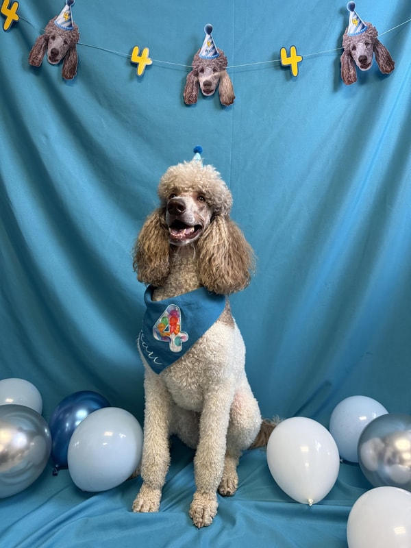 PartyAnimal Review