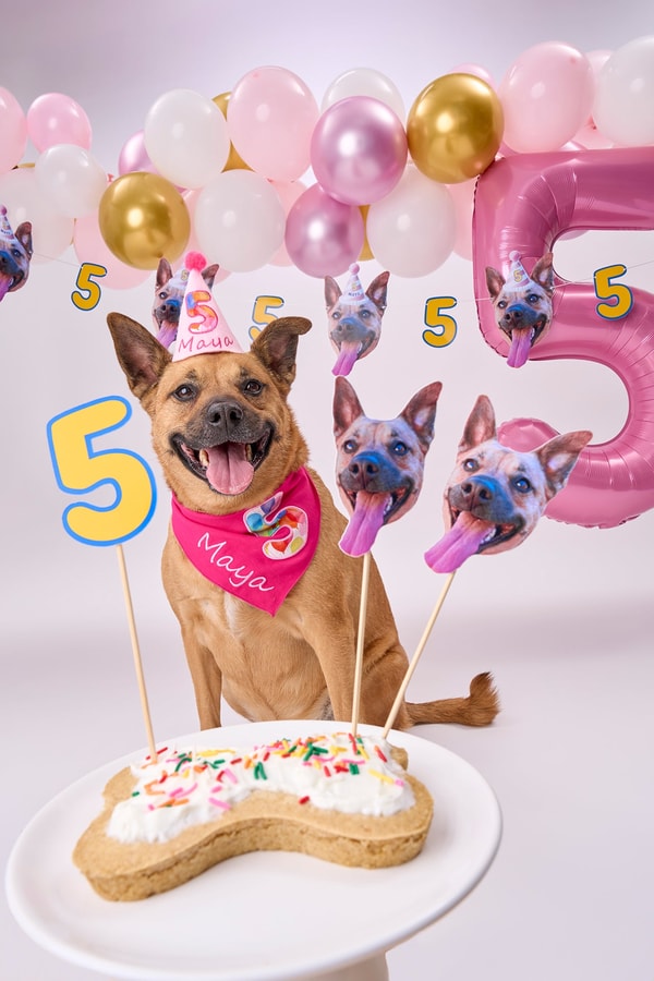 PartyAnimal Lite Pack Review