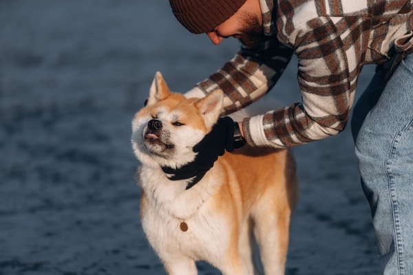 patolo Assurance Sant&eacute; Chat Avis