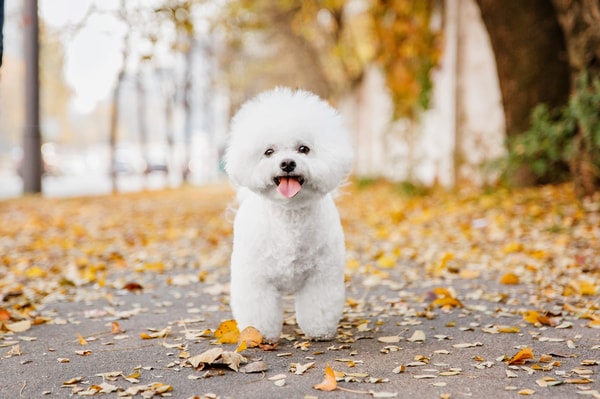 patolo Assurance Sant&eacute; Chien Avis