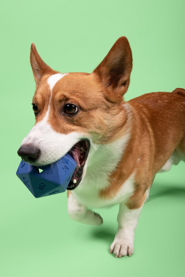 Pawp Culture D20 Dog Toy Treat Dispenser Review