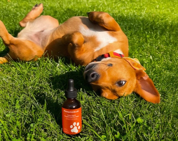 PawPrint Lab Pawprint Protocol Review
