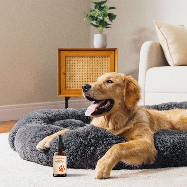 PawPrint Lab Pawprint Wellness Protocol Review