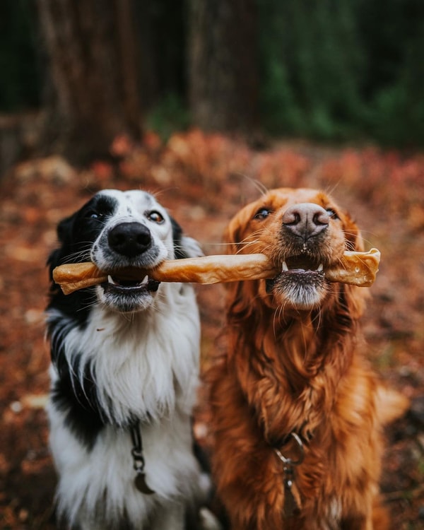 About Pawstruck